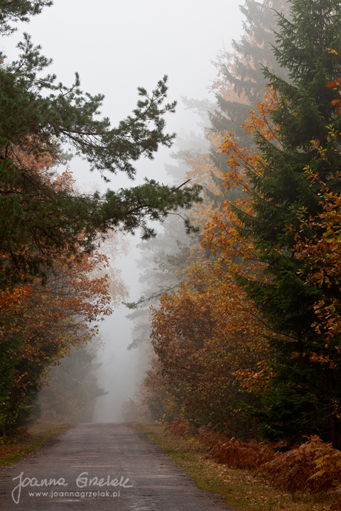 044_Biebrza - pazdziernik 2013.jpg
